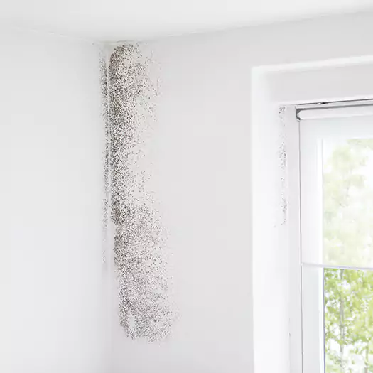 Trusted Mold Eradication Professionals Serving in Camden, NJ