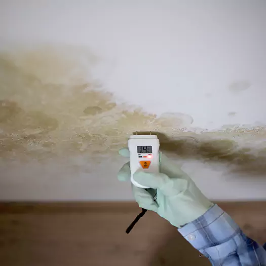 Reliable Mold Inspection Experts in Camden, NJ