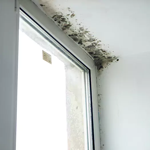 Experienced Mold Mitigation Specialists in Camden, NJ