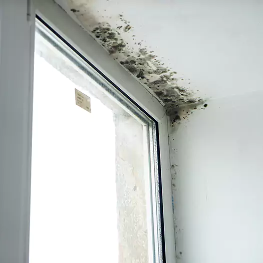 Trusted Mold on Bathroom Ceiling Experts in Camden, NJ