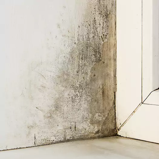 Skilled Mold on Drywall Experts in Camden, NJ