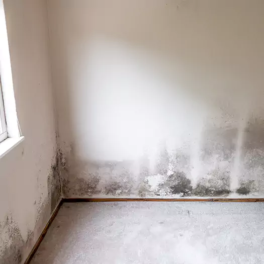 Trusted Mold on the Wall Experts in Camden, NJ