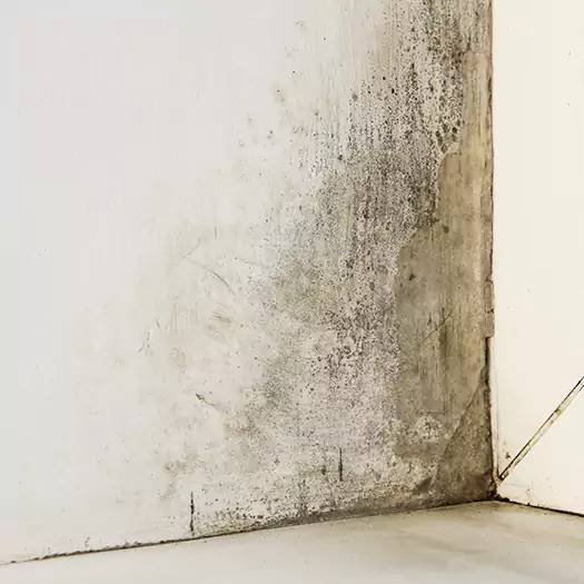 #1 Mold Remediation and Removal Experts in Camden, NJ