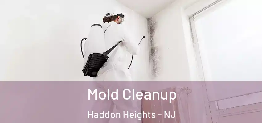Mold Cleanup Haddon Heights - NJ