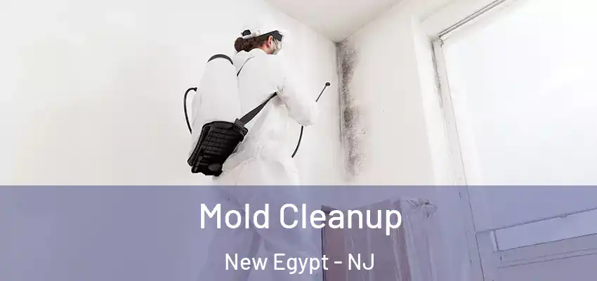 Mold Cleanup New Egypt - NJ