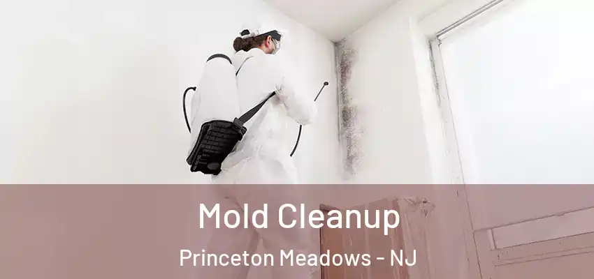  Mold Cleanup Princeton Meadows - NJ