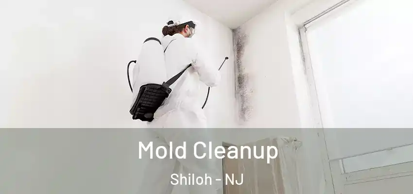 Mold Cleanup Shiloh - NJ