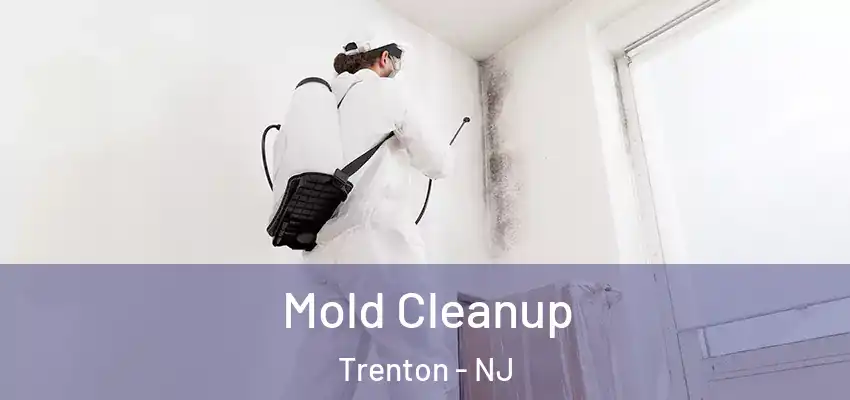  Mold Cleanup Trenton - NJ