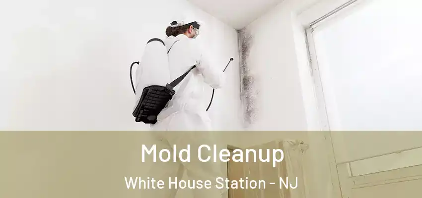 Mold Cleanup White House Station - NJ