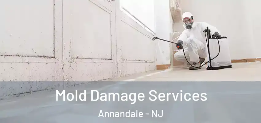  Mold Damage Services Annandale - NJ