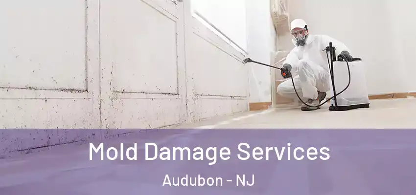  Mold Damage Services Audubon - NJ