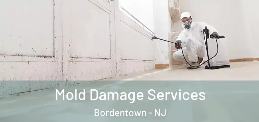 Mold Damage Services Bordentown - NJ