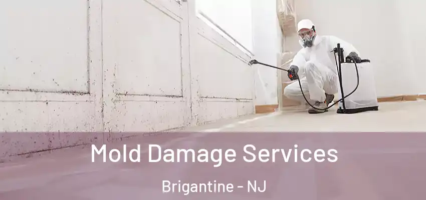 Mold Damage Services Brigantine - NJ
