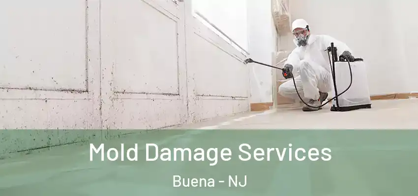  Mold Damage Services Buena - NJ