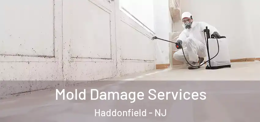 Mold Damage Services Haddonfield - NJ