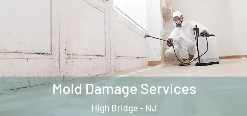  Mold Damage Services High Bridge - NJ
