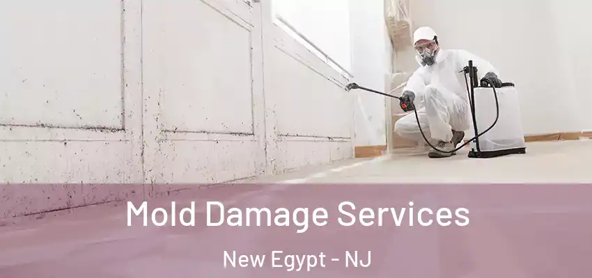 Mold Damage Services New Egypt - NJ