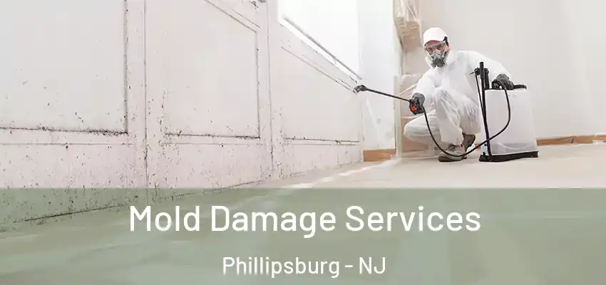 Mold Damage Services Phillipsburg - NJ