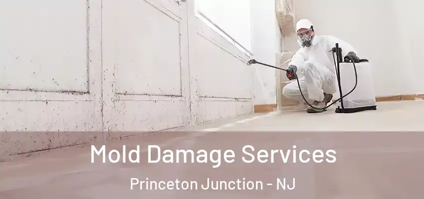 Mold Damage Services Princeton Junction - NJ