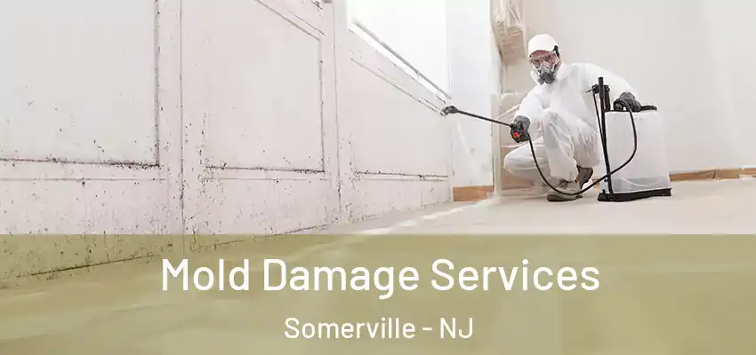  Mold Damage Services Somerville - NJ
