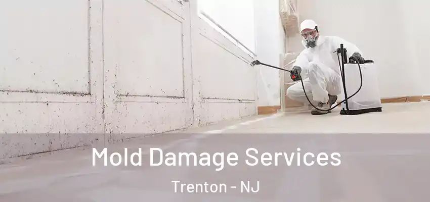 Mold Damage Services Trenton - NJ