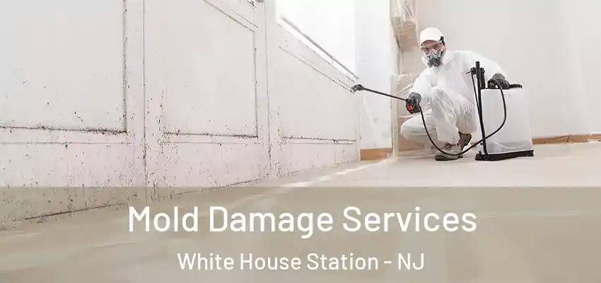 Mold Damage Services White House Station - NJ