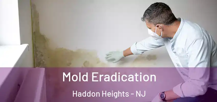  Mold Eradication Haddon Heights - NJ