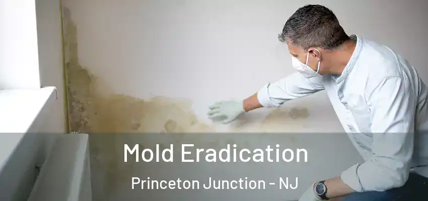 Mold Eradication Princeton Junction - NJ