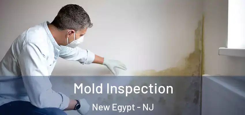  Mold Inspection New Egypt - NJ