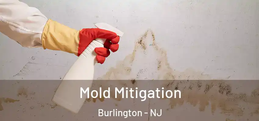 Mold Mitigation Burlington - NJ