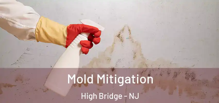  Mold Mitigation High Bridge - NJ