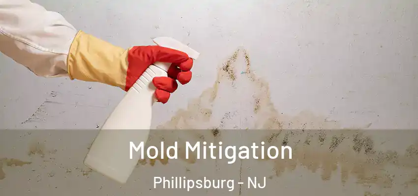  Mold Mitigation Phillipsburg - NJ