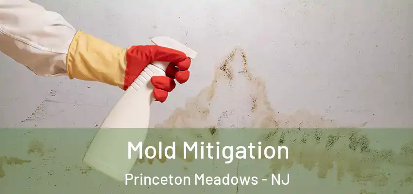 Mold Mitigation Princeton Meadows - NJ