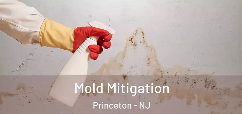  Mold Mitigation Princeton - NJ
