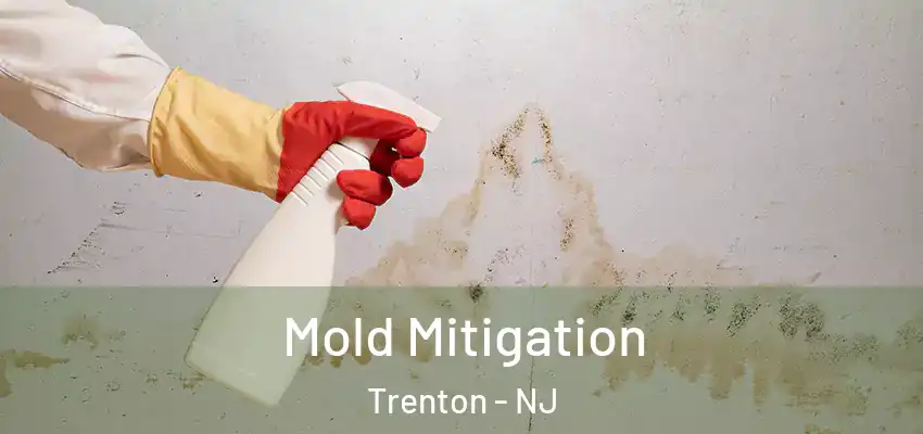 Mold Mitigation Trenton - NJ