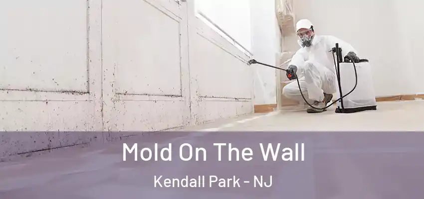 Mold On The Wall Kendall Park - NJ