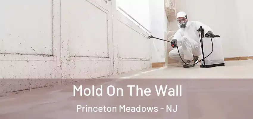  Mold On The Wall Princeton Meadows - NJ