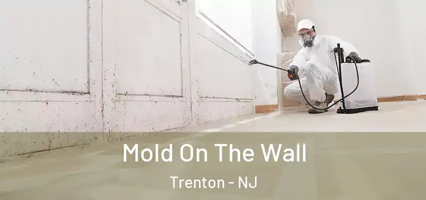  Mold On The Wall Trenton - NJ