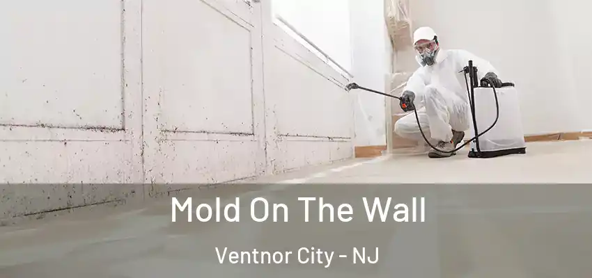  Mold On The Wall Ventnor City - NJ