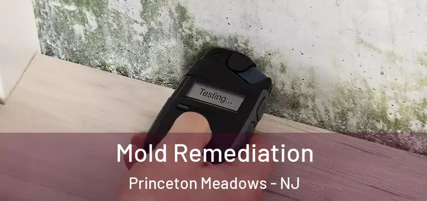 Mold Remediation Princeton Meadows - NJ
