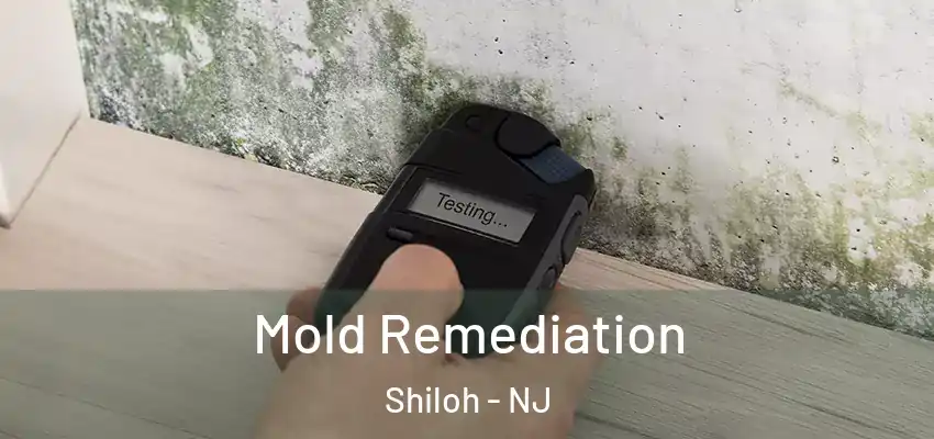  Mold Remediation Shiloh - NJ