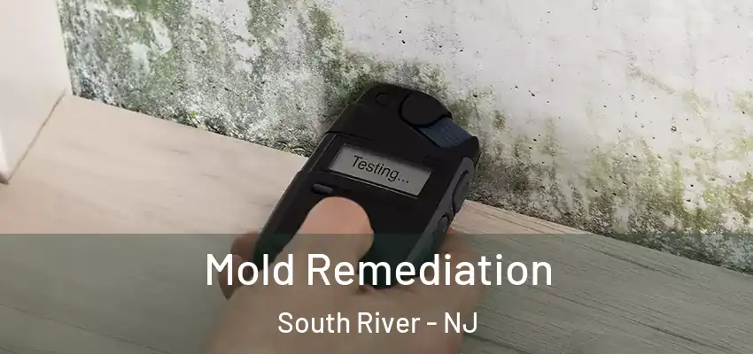  Mold Remediation South River - NJ