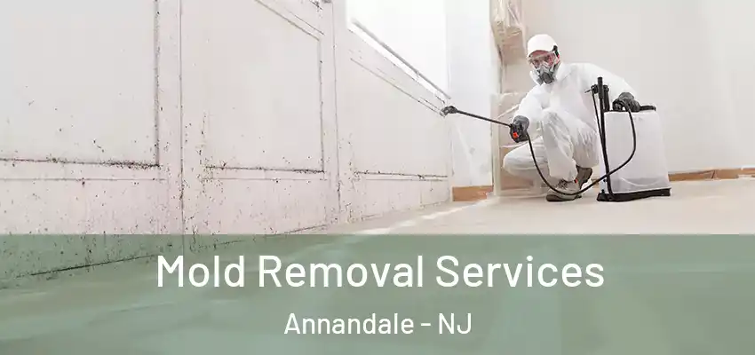 Mold Removal Services Annandale - NJ
