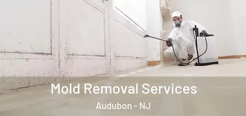  Mold Removal Services Audubon - NJ