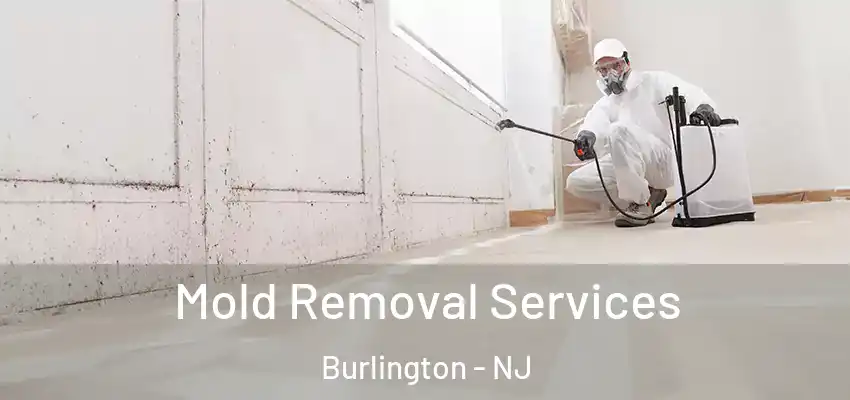 Mold Removal Services Burlington - NJ