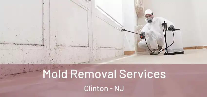  Mold Removal Services Clinton - NJ