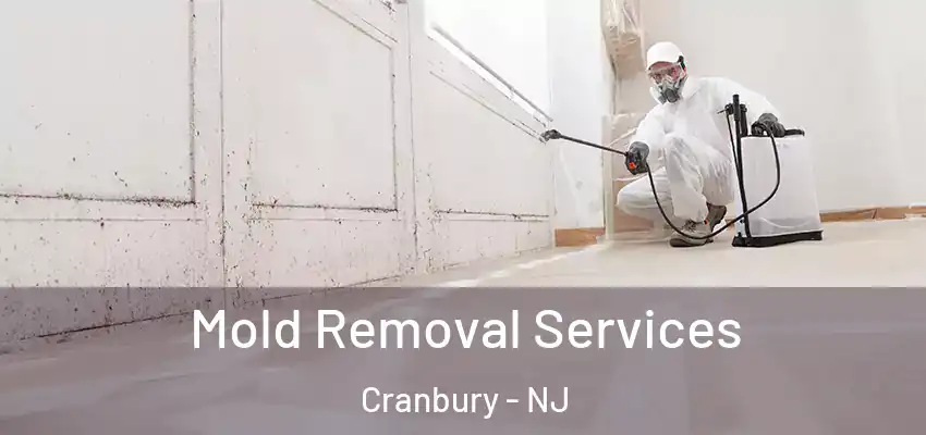 Mold Removal Services Cranbury - NJ