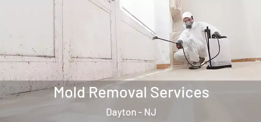 Mold Removal Services Dayton - NJ