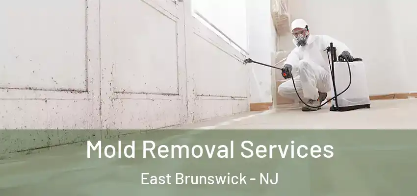 Mold Removal Services East Brunswick - NJ