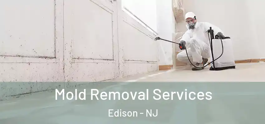  Mold Removal Services Edison - NJ